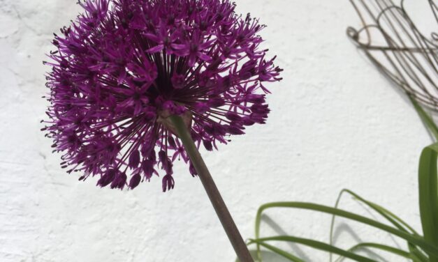 Allium Purple Sensation