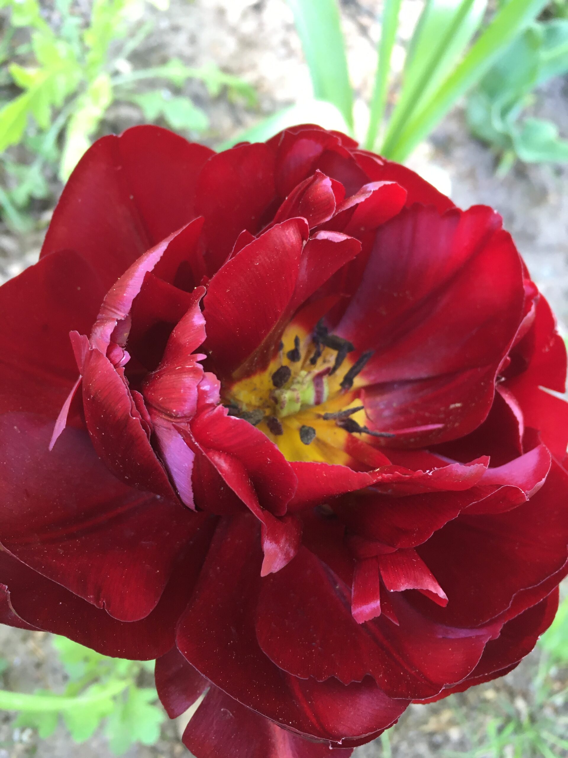 Vackraste röda tulpanen
